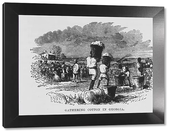 Gathering cotton in Georgia, 1882. Creator: Unknown
