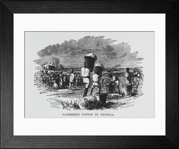 Framed Print : Gathering cotton in Georgia, 1882. Creator: Unknown Framed Print : Gathering cotton in Georgia, 1882. Creator: Unknown