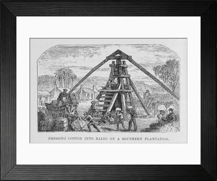 Framed Print : Pressing cotton into bales on a southern plantation, 1882. Creator: Unknown Framed Print : Pressing cotton into bales on a southern plantation, 1882. Creator: Unknown