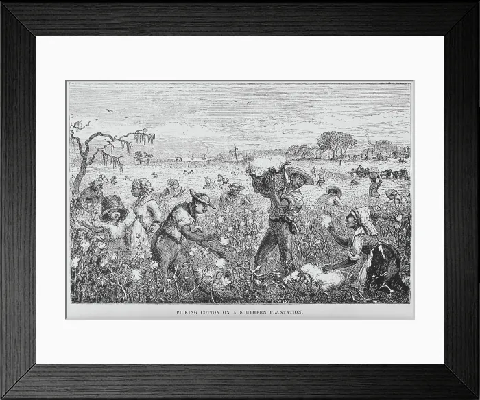 Framed Print : Picking cotton on a southern plantation, 1882. Creator: Unknown Framed Print : Picking cotton on a southern plantation, 1882. Creator: Unknown