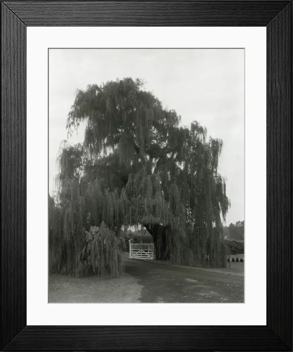 Framed Print : Montpelier, Marion du Pont Scott house, 11395 Constitution Highway, Montpelier, Virginia, 1930. Creator: Frances Benjamin Johnston. Montpelier, Marion du Pont Scott house, 11395 Constitution Highway, Montpelier, Virginia, 1930 Framed Print : Montpelier, Marion du Pont Scott house, 11395 Constitution Highway, Montpelier, Virginia, 1930. Creator: Frances Benjamin Johnston. Montpelier, Marion du Pont Scott house, 11395 Constitution Highway, Montpelier, Virginia, 1930