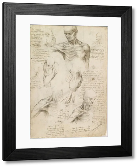 Framed Print : Superficial anatomy of the shoulder and neck, c. 1510. Creator: Leonardo da Vinci (1452-1519) Framed Print : Superficial anatomy of the shoulder and neck, c. 1510. Creator: Leonardo da Vinci (1452-1519)