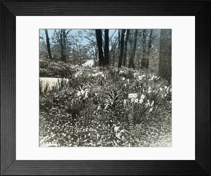 Framed Print : Unidentified house and garden, between 1910 and 1935. Creator: Frances Benjamin Johnston Framed Print : Unidentified house and garden, between 1910 and 1935. Creator: Frances Benjamin Johnston