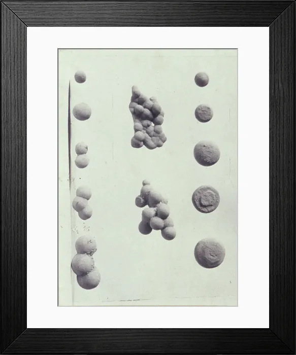 Framed Print : Specimen illustrations for a monograph on clay stones by J.M. Arms Sheldon, c1900. Creator: Frances S. Allen Framed Print : Specimen illustrations for a monograph on clay stones by J.M. Arms Sheldon, c1900. Creator: Frances S. Allen