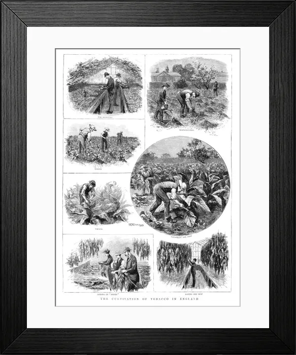 Framed Print : The Cultivation of Tobacco in England, 1890. Creator: T Griffiths Framed Print : The Cultivation of Tobacco in England, 1890. Creator: T Griffiths