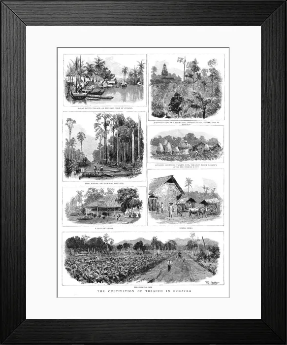 Framed Print : The Cultivation of Tobacco in Sumatra, 1890. Creator: T Griffiths Framed Print : The Cultivation of Tobacco in Sumatra, 1890. Creator: T Griffiths