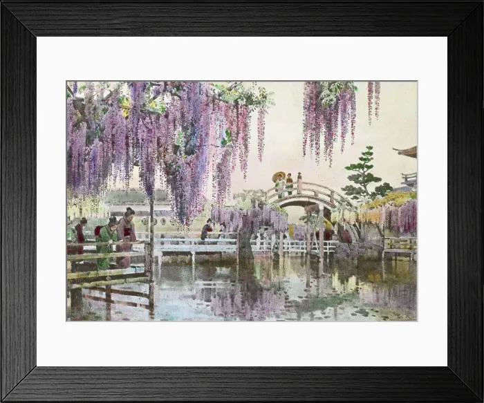 Framed Print : Reproduction of illustration: Wisteria Kameido, between 1915 and 1925. Creator: Frances Benjamin Johnston. Reproduction of illustration: Wisteria Kameido, between 1915 and 1925. Creator: Frances Benjamin Johnston Framed Print : Reproduction of illustration: Wisteria Kameido, between 1915 and 1925. Creator: Frances Benjamin Johnston. Reproduction of illustration: Wisteria Kameido, between 1915 and 1925. Creator: Frances Benjamin Johnston