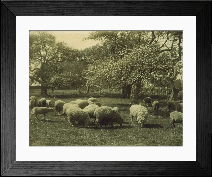 Framed Print : Peace, c1897. Creator: Sarah J. Eddy Framed Print : Peace, c1897. Creator: Sarah J. Eddy