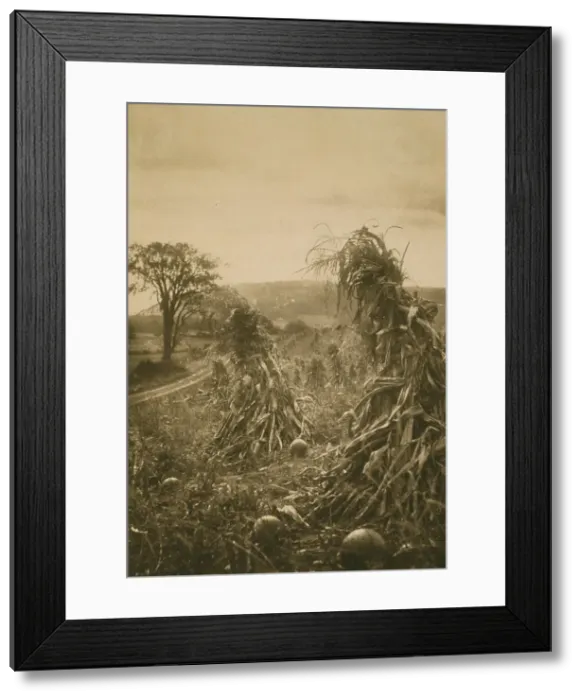 Framed Print : Field with cornstalks twisted into bunches and pumpkins, c1900. Creator: Emma Justine Farnsworth
