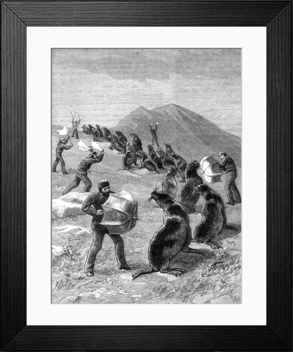 Framed Print : The American Fisheries Question; Driving Seals to the Killing Place, Behring's Straits, 1890. Creator: H.W Elliot Framed Print : The American Fisheries Question; Driving Seals to the Killing Place, Behring's Straits, 1890. Creator: H.W Elliot