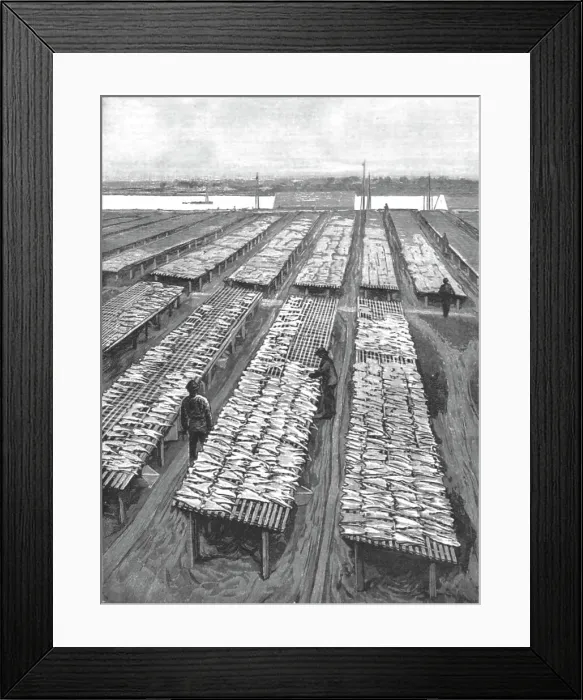 Framed Print : The American Fisheries Question; Cod Drying on Flakes at Gloucester, Massachusetts, 1890. Creator: Rev. W.S Green Framed Print : The American Fisheries Question; Cod Drying on Flakes at Gloucester, Massachusetts, 1890. Creator: Rev. W.S Green