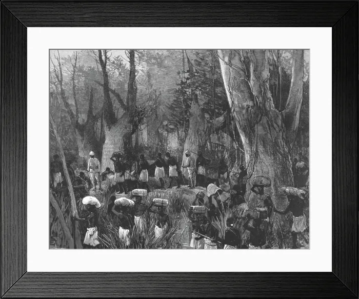 Framed Print : The Graphic Stanley Number; The Vanguard of the Expedition Marching throughthe Primaeval Forest, Creator: Unknown Framed Print : The Graphic Stanley Number; The Vanguard of the Expedition Marching throughthe Primaeval Forest, Creator: Unknown