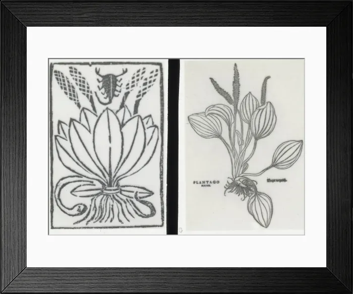 Framed Print : Reproduction of print showing Plantago plant, between 1915 and 1925. Creator: Frances Benjamin Johnston Framed Print : Reproduction of print showing Plantago plant, between 1915 and 1925. Creator: Frances Benjamin Johnston