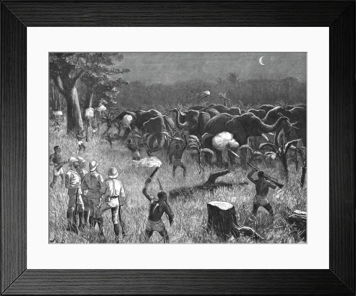 Framed Print : The Graphic Stanley Number; Zanzibaris Scaring Elephants which were destroying a Banana Grove near Creator: Unknown Framed Print : The Graphic Stanley Number; Zanzibaris Scaring Elephants which were destroying a Banana Grove near Creator: Unknown
