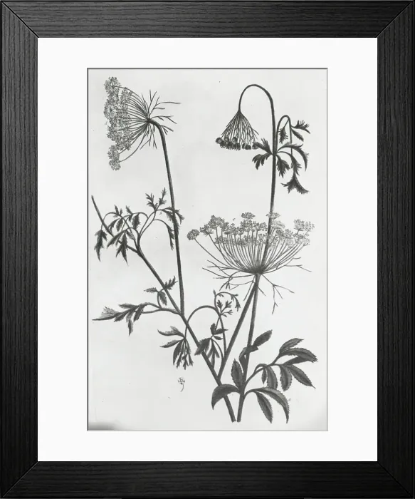 Framed Print : Reproduction of print showing Queen Anne's lace (Daucus carota), between 1915 and 1925. Creator: Frances Benjamin Johnston Framed Print : Reproduction of print showing Queen Anne's lace (Daucus carota), between 1915 and 1925. Creator: Frances Benjamin Johnston
