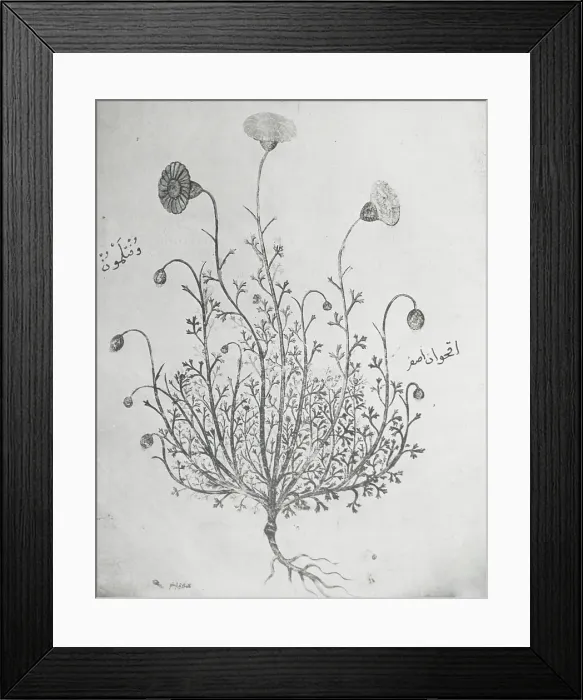 Framed Print : Reproduction of illustration showing a carnation, between 1915 and 1925. Creator: Frances Benjamin Johnston Framed Print : Reproduction of illustration showing a carnation, between 1915 and 1925. Creator: Frances Benjamin Johnston