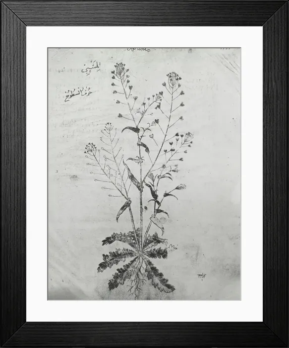 Framed Print : Reproduction of a botanical drawing, between 1915 and 1925. Creator: Frances Benjamin Johnston Framed Print : Reproduction of a botanical drawing, between 1915 and 1925. Creator: Frances Benjamin Johnston