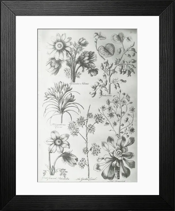 Framed Print : Reproduction of print showing Flowers, between 1915 and 1925. Creator: Frances Benjamin Johnston Framed Print : Reproduction of print showing Flowers, between 1915 and 1925. Creator: Frances Benjamin Johnston