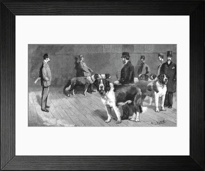 Framed Print : The Judging at the St.Bernard Club Show, held at Olympia, 1890. Creator: Unknown Framed Print : The Judging at the St.Bernard Club Show, held at Olympia, 1890. Creator: Unknown