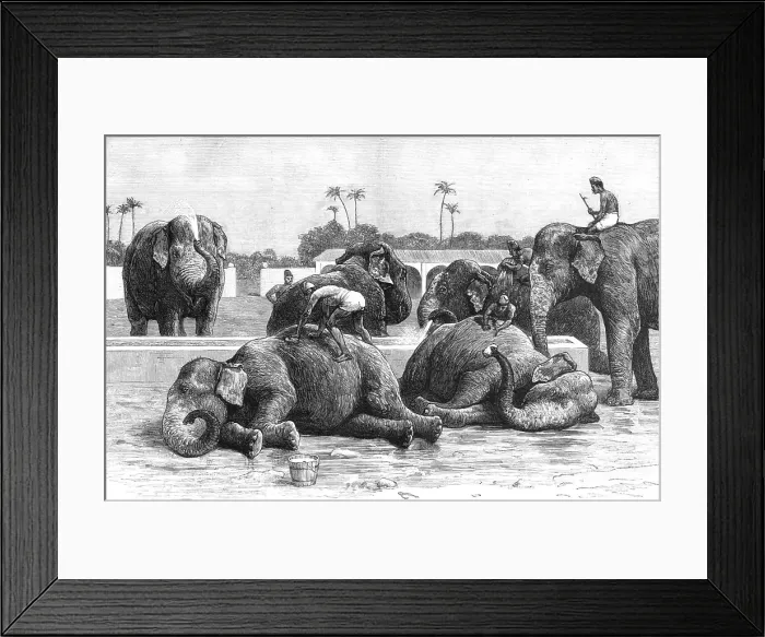 Framed Print : An Elephant Battery in India; The Morning Bath before Breakfast, 1890. Creator: Unknown Framed Print : An Elephant Battery in India; The Morning Bath before Breakfast, 1890. Creator: Unknown
