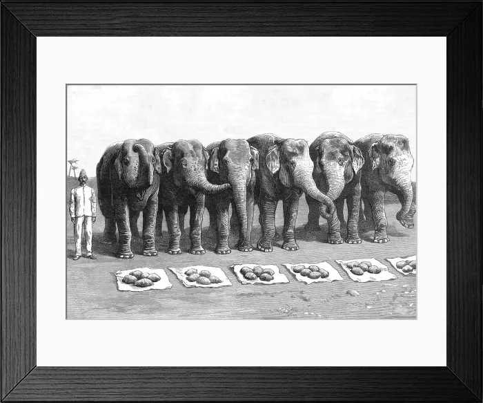 Framed Print : An Elephant Battery in India; Breakfast- Waiting for the Word Feed, 1890. Creator: Unknown Framed Print : An Elephant Battery in India; Breakfast- Waiting for the Word Feed, 1890. Creator: Unknown