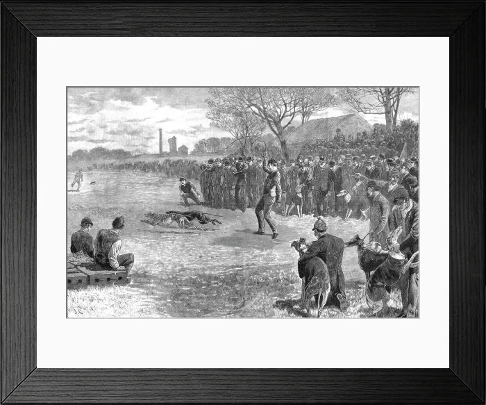 Framed Print : A Pitmans Holiday -- Rabbit Coursing with Greyhounds, 1890. Creator: Unknown Framed Print : A Pitmans Holiday -- Rabbit Coursing with Greyhounds, 1890. Creator: Unknown