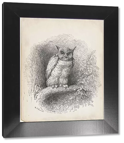 Owl, 1889. Creator: William Holbrook Beard