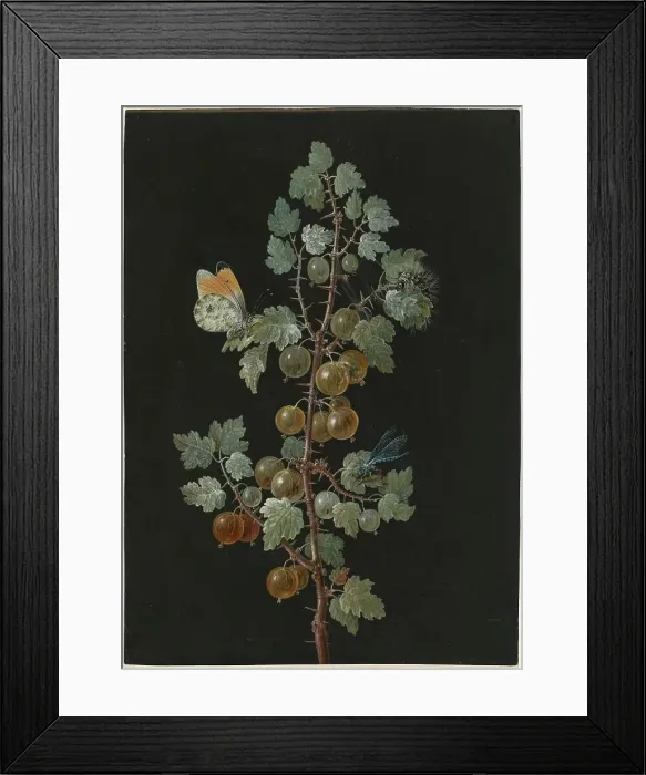 Framed Print : A Branch of Gooseberries with a Dragonfly, an Orange-Tip Butterfly, and a Caterpillar, 1725-1783. Creator: Barbara Regina Dietzsch Framed Print : A Branch of Gooseberries with a Dragonfly, an Orange-Tip Butterfly, and a Caterpillar, 1725-1783. Creator: Barbara Regina Dietzsch