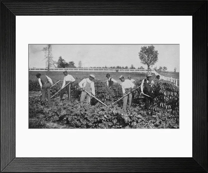 Framed Print : Cultivating a patch of cassava on the agricultural experiment plot, 1904. Creator: Frances Benjamin Johnston Framed Print : Cultivating a patch of cassava on the agricultural experiment plot, 1904. Creator: Frances Benjamin Johnston