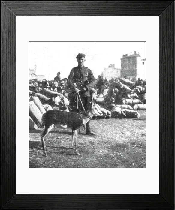 Framed Print : Marseille en Fete; La gazelle-mascotte du regiment ecossais de l'Afrique du Sud, 1916. Creator: Unknown Framed Print : Marseille en Fete; La gazelle-mascotte du regiment ecossais de l'Afrique du Sud, 1916. Creator: Unknown