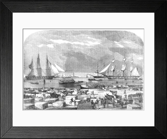 Framed Print : Embarkation of Cattle, at Trieste for the Auxiliary Army in the East, 1854. Creator: Unknown Framed Print : Embarkation of Cattle, at Trieste for the Auxiliary Army in the East, 1854. Creator: Unknown