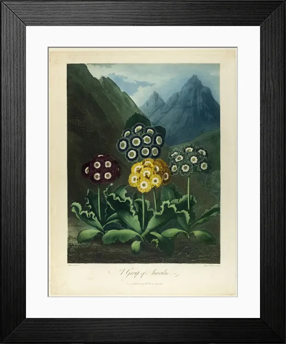 Framed Print : A Group of Auriculas, from The Temple of Flora, 1803. Creator: Frederick Christian Lewis Framed Print : A Group of Auriculas, from The Temple of Flora, 1803. Creator: Frederick Christian Lewis