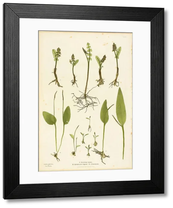 Framed Print : Nature Print of Moonwort and Adder's Tongue Ferns, plate 51 from The Ferns of Great Britain... 1855 Creator: Henry Bradbury Framed Print : Nature Print of Moonwort and Adder's Tongue Ferns, plate 51 from The Ferns of Great Britain... 1855 Creator: Henry Bradbury
