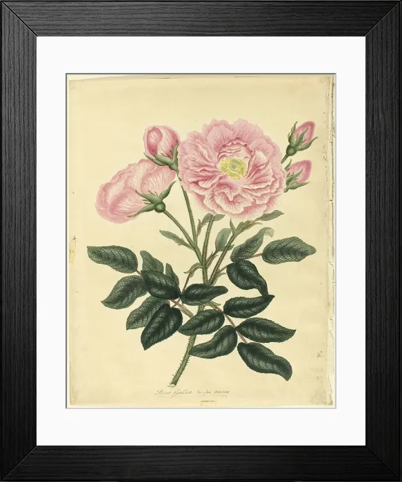 Framed Print : French Rose, 1806. Creator: Henry C Andrews Framed Print : French Rose, 1806. Creator: Henry C Andrews