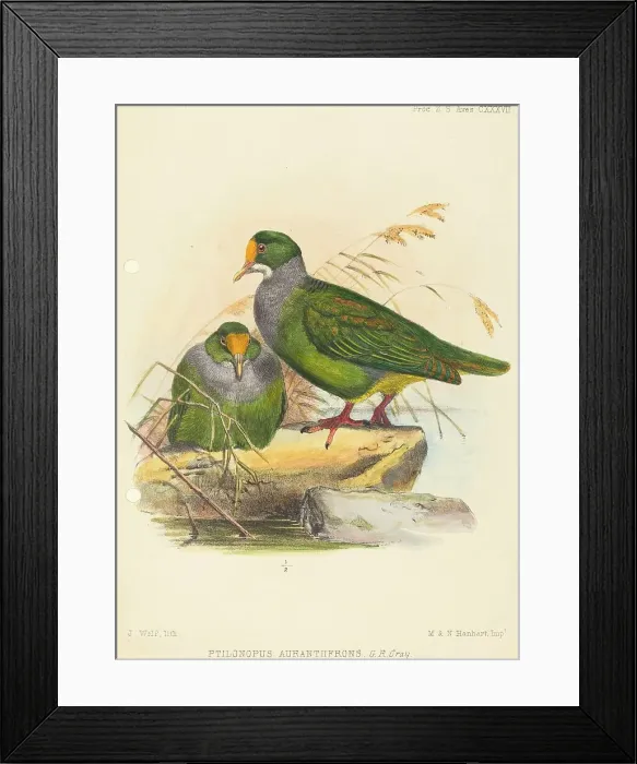 Framed Print : Two Birds (Ptilonopus Auranthfrons). Creator: Joseph Wolf Framed Print : Two Birds (Ptilonopus Auranthfrons). Creator: Joseph Wolf