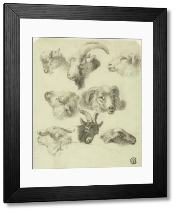 Framed Print : Sketches of Mountain Sheep, n.d. Creators: Charles Landseer, Edwin Henry Landseer Framed Print : Sketches of Mountain Sheep, n.d. Creators: Charles Landseer, Edwin Henry Landseer