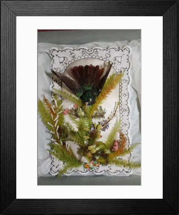 Framed Print : Hummingbird Valentine, 1845 / 1869. Creator: Jonathan King Framed Print : Hummingbird Valentine, 1845 / 1869. Creator: Jonathan King
