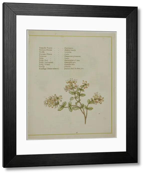 Framed Print : Valerian Through Volkamenia, from The Illuminated Language of Flowers, published 1884. Creators: Edmund Evans, Catherine Greenaway Framed Print : Valerian Through Volkamenia, from The Illuminated Language of Flowers, published 1884. Creators: Edmund Evans, Catherine Greenaway