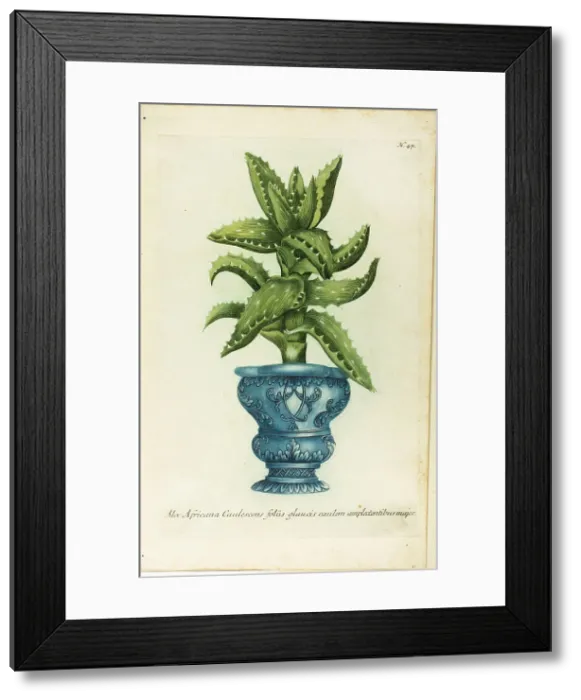 Framed Print : African Aloe, plate 47 from Phtanthoza Iconographia, 1736 Framed Print : African Aloe, plate 47 from Phtanthoza Iconographia, 1736
