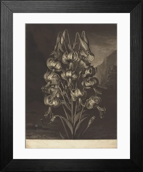 Framed Print : The Superb Lily, 1799. Creator: William Ward Framed Print : The Superb Lily, 1799. Creator: William Ward