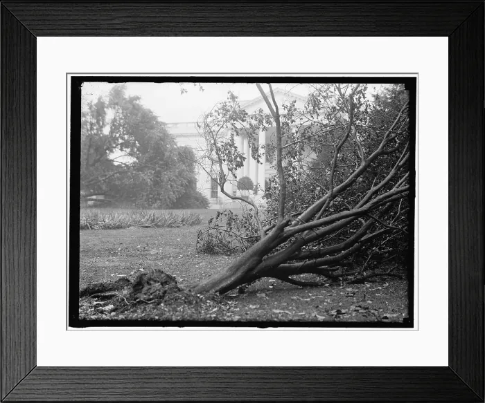 Framed Print : White House - storm damage, between 1913 and 1918. Creator: Harris & Ewing. White House - storm damage, between 1913 and 1918. Creator: Harris & Ewing Framed Print : White House - storm damage, between 1913 and 1918. Creator: Harris & Ewing. White House - storm damage, between 1913 and 1918. Creator: Harris & Ewing