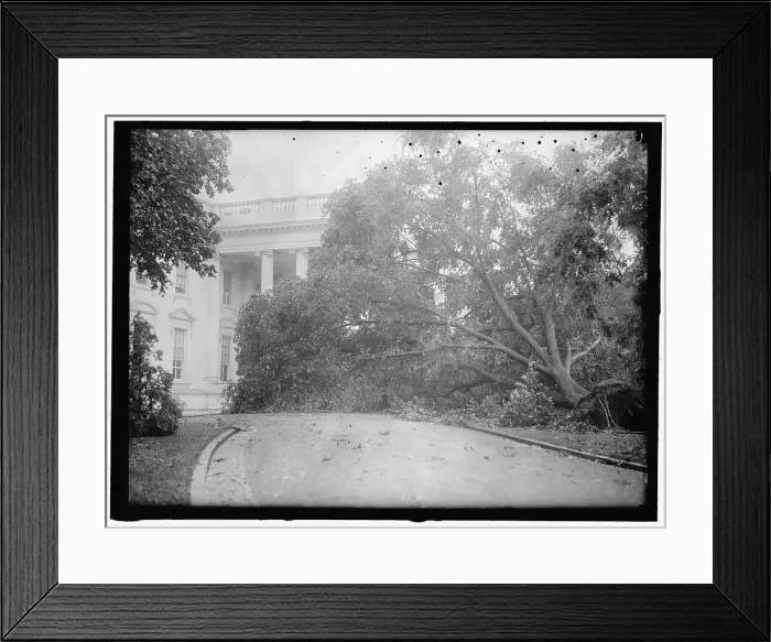 Framed Print : White House - storm damage, between 1913 and 1918. Creator: Harris & Ewing. White House - storm damage, between 1913 and 1918. Creator: Harris & Ewing Framed Print : White House - storm damage, between 1913 and 1918. Creator: Harris & Ewing. White House - storm damage, between 1913 and 1918. Creator: Harris & Ewing