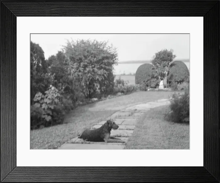 Framed Print : Dog on the grounds of The Shallows, property of Lucien Hamilton Tyng, Southampton, Long Island, 19 Creator: Arnold Genthe. Dog on the grounds of The Shallows, property of Lucien Hamilton Tyng, Southampton, Long Island Framed Print : Dog on the grounds of The Shallows, property of Lucien Hamilton Tyng, Southampton, Long Island, 19 Creator: Arnold Genthe. Dog on the grounds of The Shallows, property of Lucien Hamilton Tyng, Southampton, Long Island
