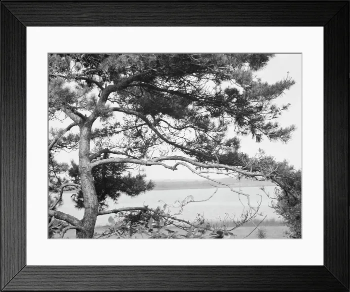 Framed Print : Tree and water view at The Shallows, property of Lucien Hamilton Tyng, Southampton, Long Island, 1 Creator: Arnold Genthe. Tree and water view at The Shallows, property of Lucien Hamilton Tyng, Southampton, Long Island Framed Print : Tree and water view at The Shallows, property of Lucien Hamilton Tyng, Southampton, Long Island, 1 Creator: Arnold Genthe. Tree and water view at The Shallows, property of Lucien Hamilton Tyng, Southampton, Long Island