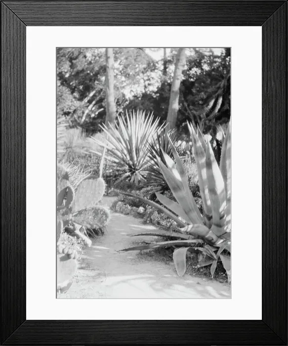 Framed Print : Del Monte, California or San Francisco views, 1927 Creator: Arnold Genthe Framed Print : Del Monte, California or San Francisco views, 1927 Creator: Arnold Genthe