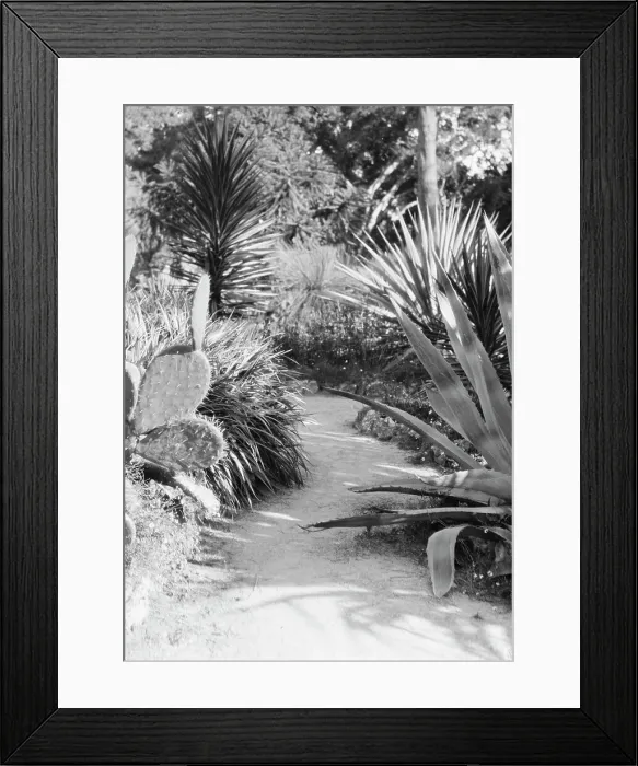 Framed Print : Del Monte, California views, 1927 Creator: Arnold Genthe Framed Print : Del Monte, California views, 1927 Creator: Arnold Genthe