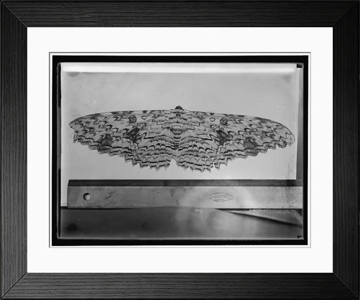 Framed Print : Moth, between 1911 and 1920. Creator: Harris & Ewing. Moth, between 1911 and 1920. Creator: Harris & Ewing Framed Print : Moth, between 1911 and 1920. Creator: Harris & Ewing. Moth, between 1911 and 1920. Creator: Harris & Ewing