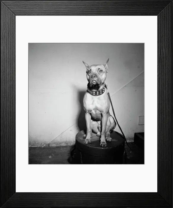 Framed Print : Portrait of Mister (Billie Holiday's dog), New York, N.Y. 1946. Creator: William Paul Gottlieb Framed Print : Portrait of Mister (Billie Holiday's dog), New York, N.Y. 1946. Creator: William Paul Gottlieb