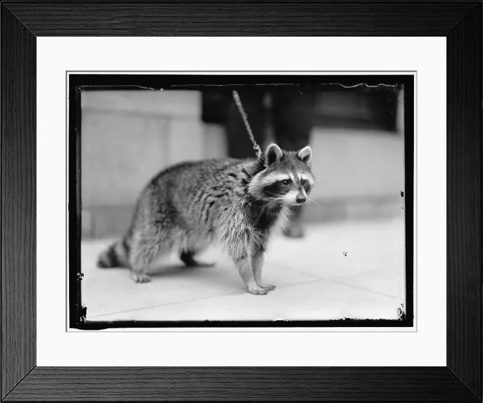 Framed Print : Raccoon, between 1913 and 1917. Creator: Harris & Ewing. Raccoon, between 1913 and 1917. Creator: Harris & Ewing Framed Print : Raccoon, between 1913 and 1917. Creator: Harris & Ewing. Raccoon, between 1913 and 1917. Creator: Harris & Ewing