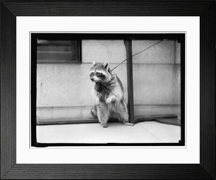 Framed Print : Raccoon, between 1913 and 1917. Creator: Harris & Ewing. Raccoon, between 1913 and 1917. Creator: Harris & Ewing Framed Print : Raccoon, between 1913 and 1917. Creator: Harris & Ewing. Raccoon, between 1913 and 1917. Creator: Harris & Ewing